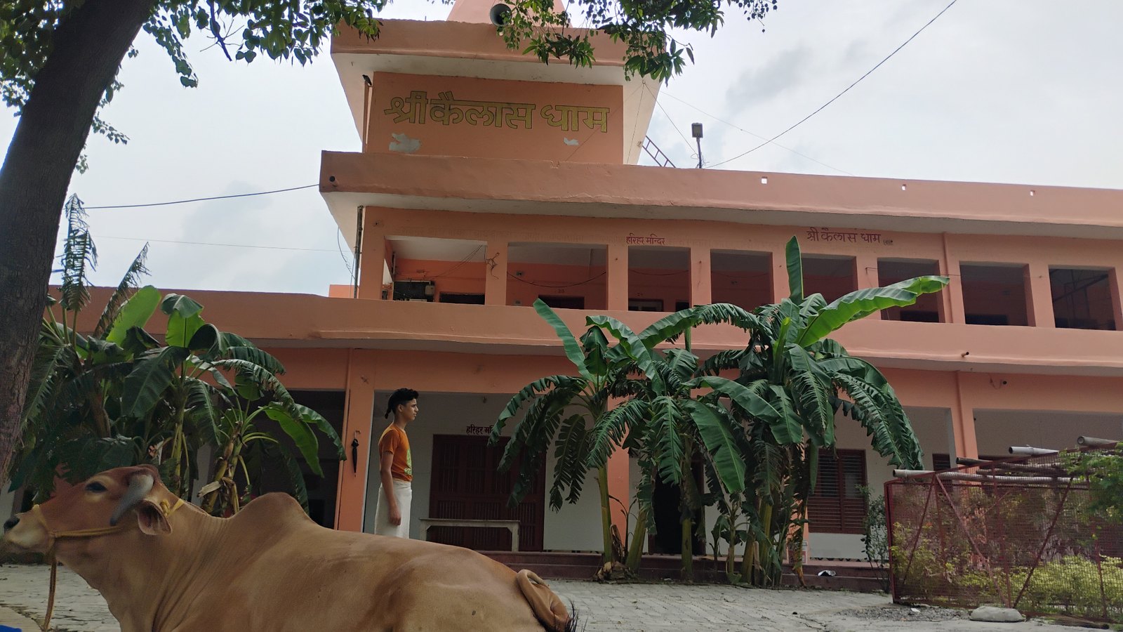 A cow resting in the Ashram courtyard — आश्रम प्रांगण में विश्राम करती गौमाता